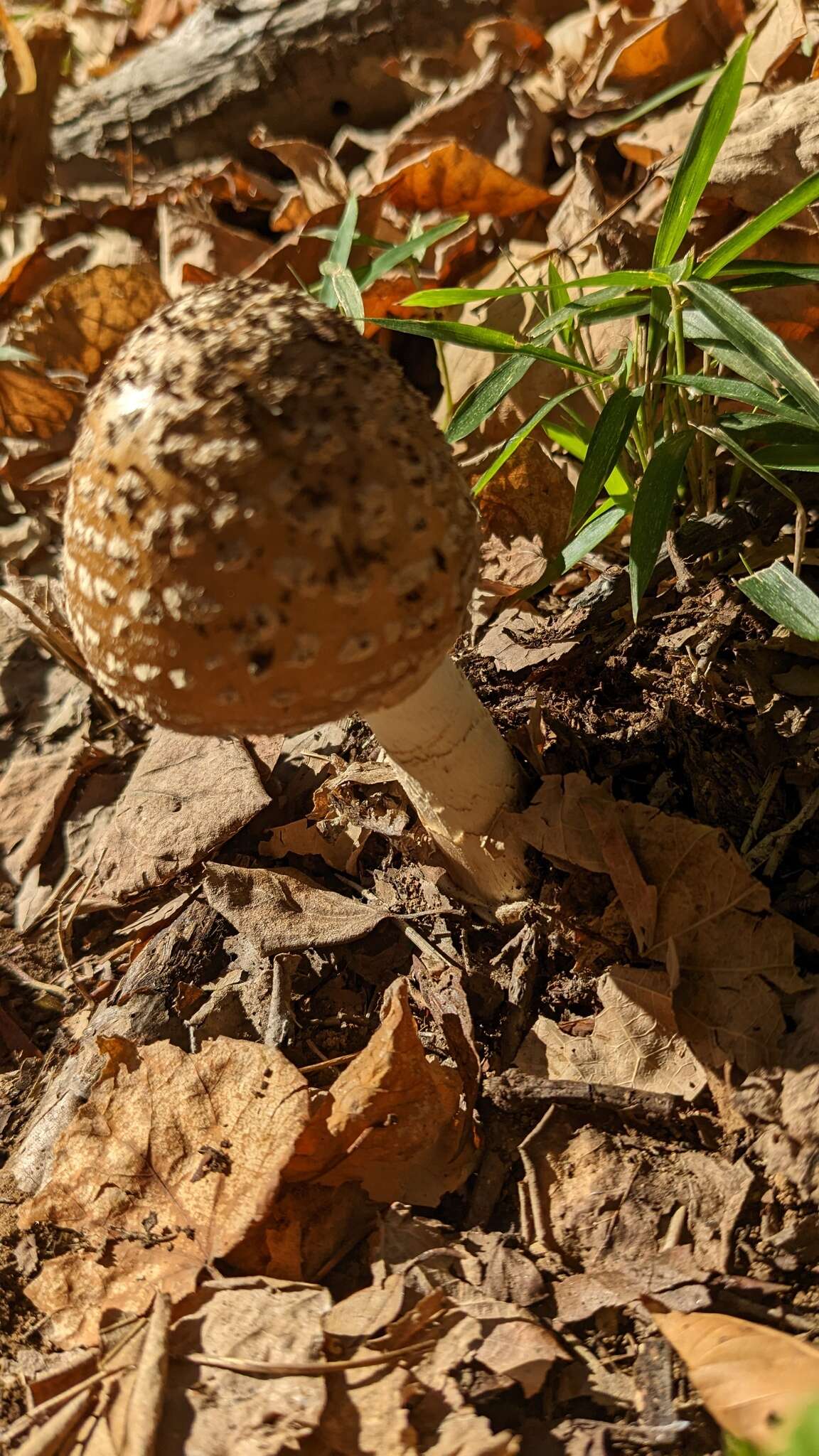 Image of Amanita ibotengutake T. Oda, C. Tanaka & Tsuda 2002