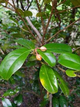 Erythroxylum coffeifolium Baill.的圖片