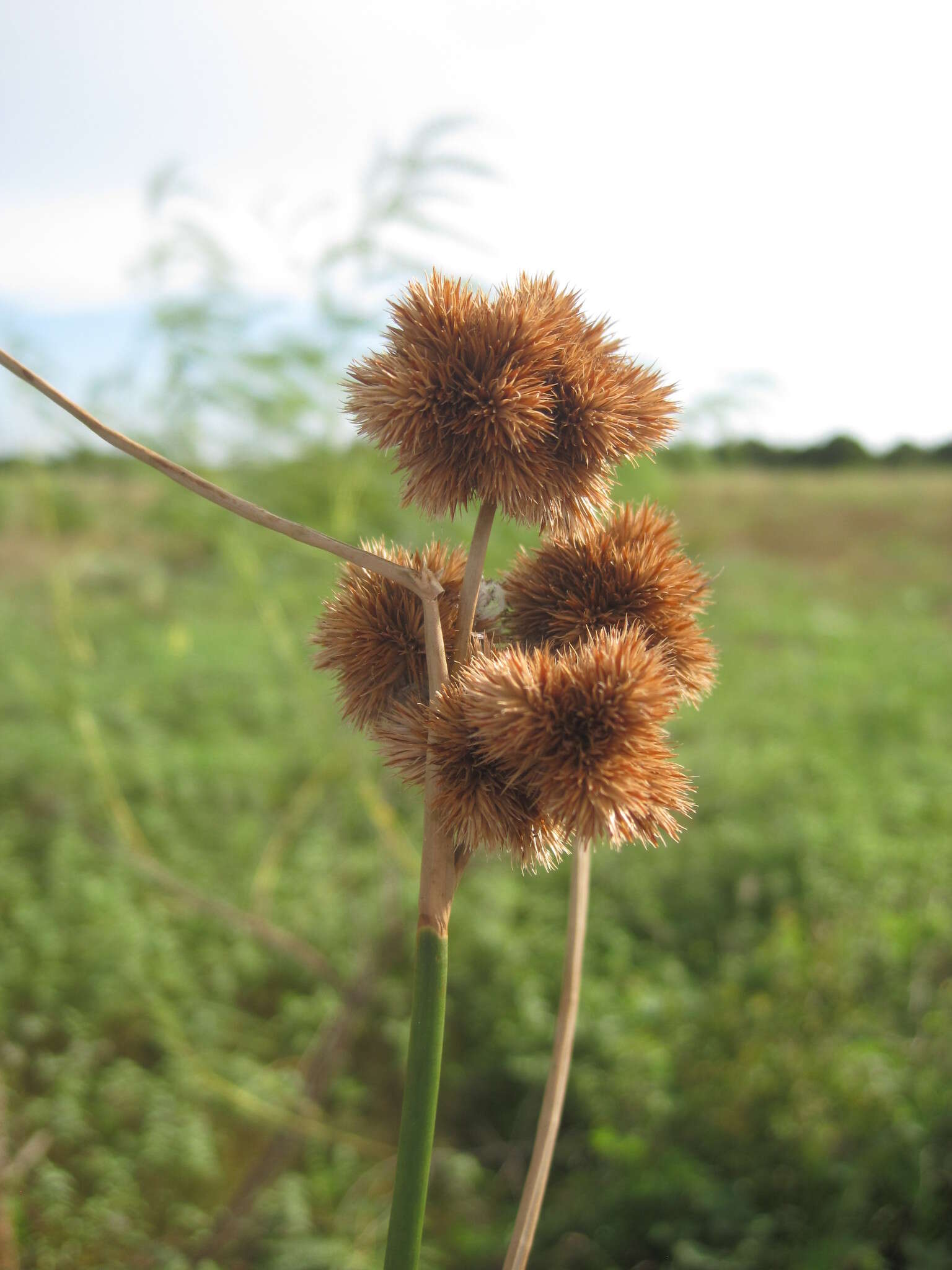 Juncus torreyi Coville的圖片