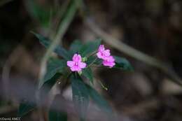 Image of Impatiens firmula Baker