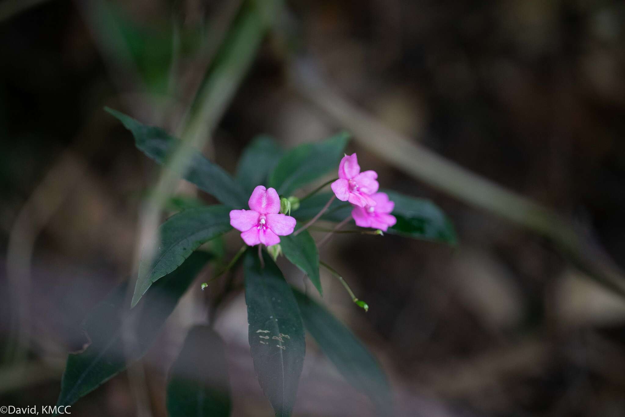 Imagem de Impatiens firmula Baker