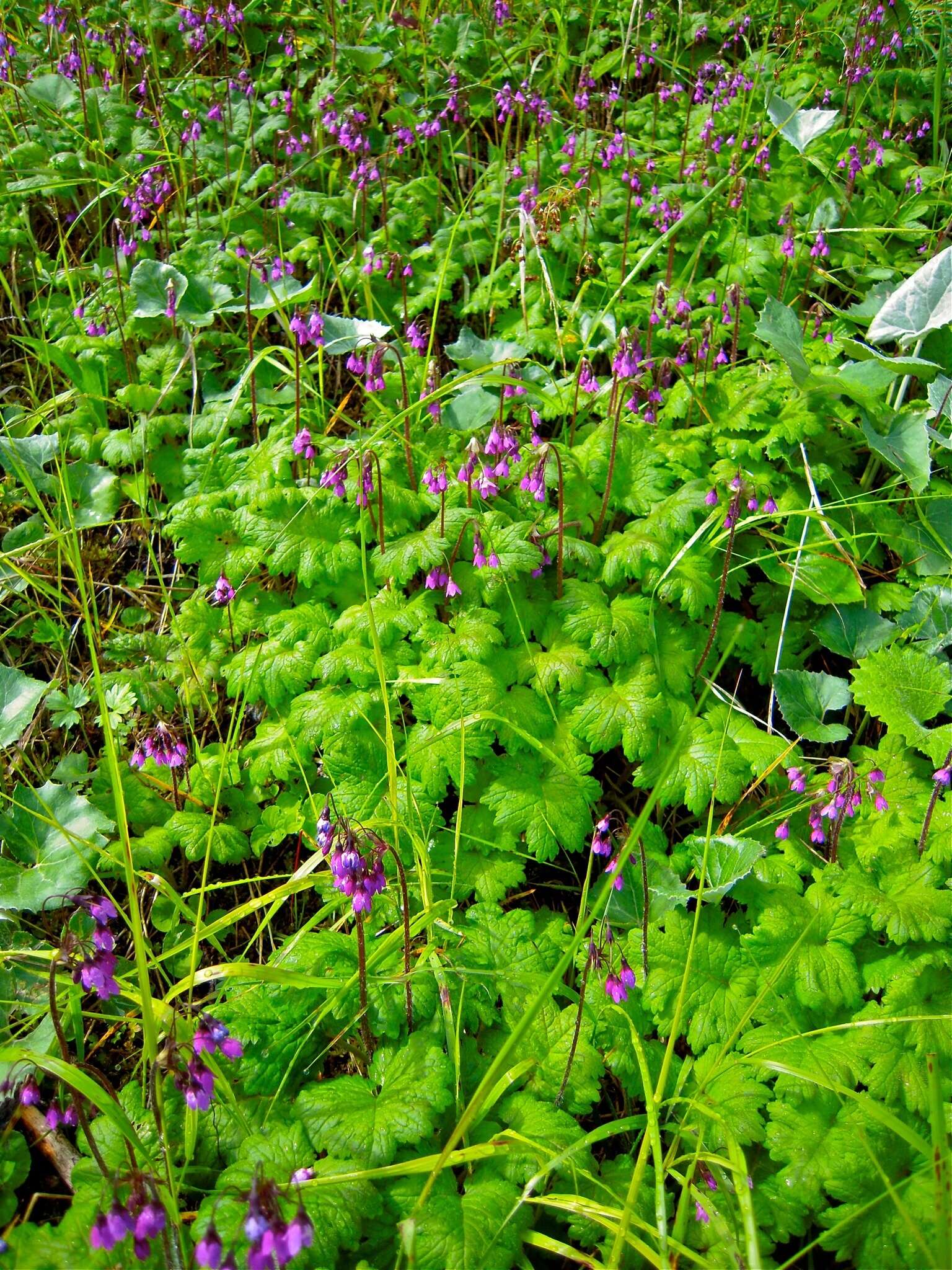 Image of Primula matthioli Richt.