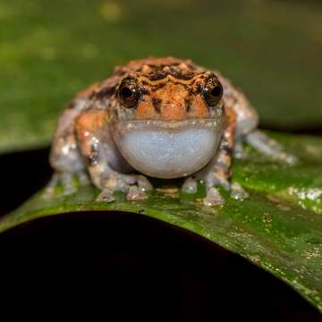 Image de Cophixalus ornatus (Fry 1912)