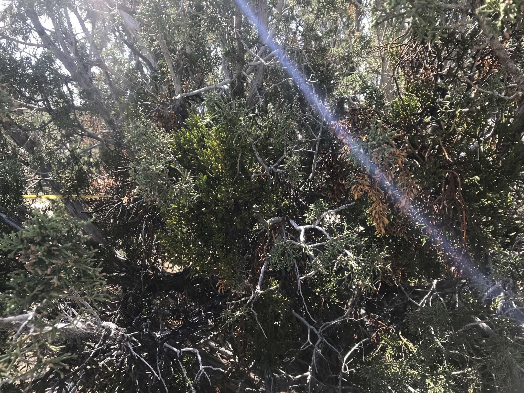 Image of dense mistletoe