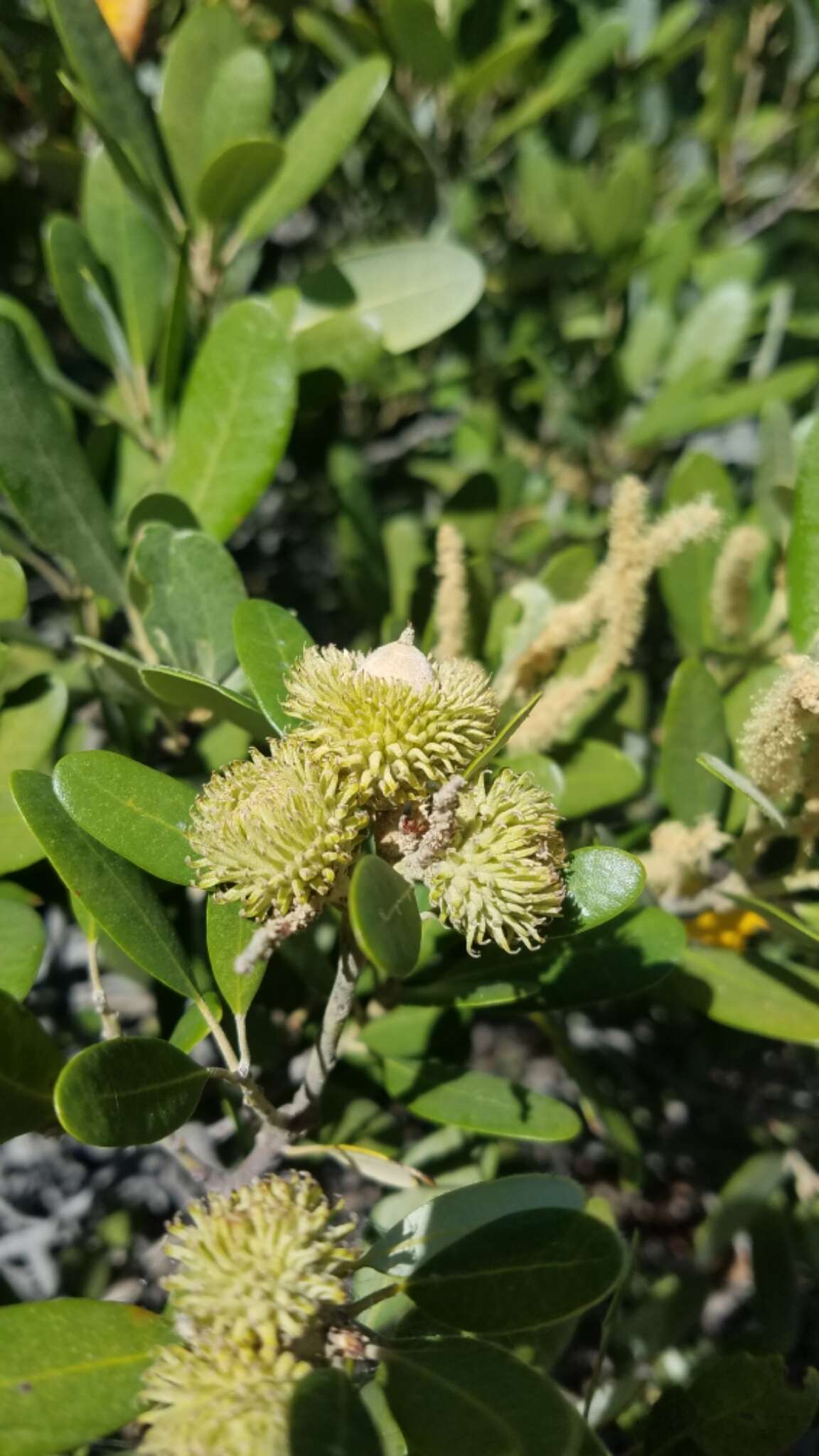 Imagem de Notholithocarpus densiflorus var. echinoides (R. Br. ter) Manos, Cannon & S. H. Oh