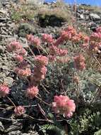 Imagem de Eriogonum ovalifolium var. nivale (Canby ex Coville) M. E. Jones