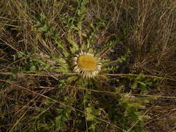 Image of Carlina acanthifolia All.