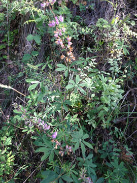 Image of broadleaf lupine