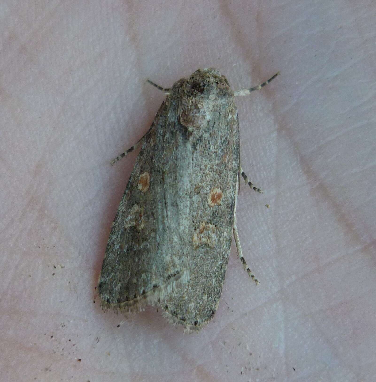 Image of beet armyworm