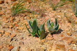 Image of Ornithogalum pruinosum F. M. Leight.