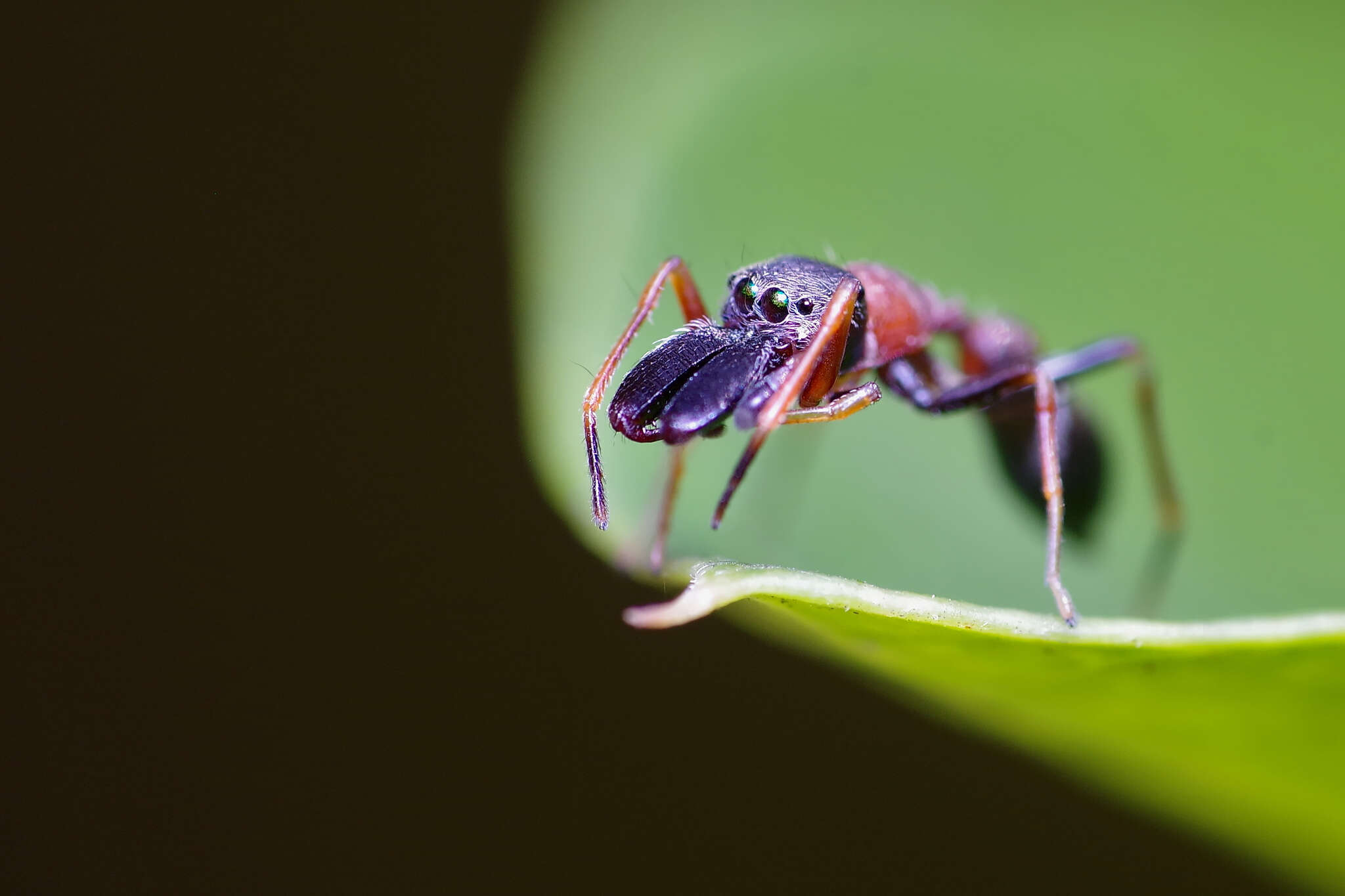 Myrmarachne melanocephala MacLeay 1839 resmi