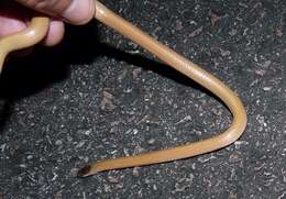 Image of Plains Blackhead Snake