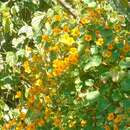 Image of dwarf nasturtium