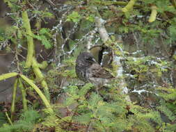 Image of Medium Ground Finch