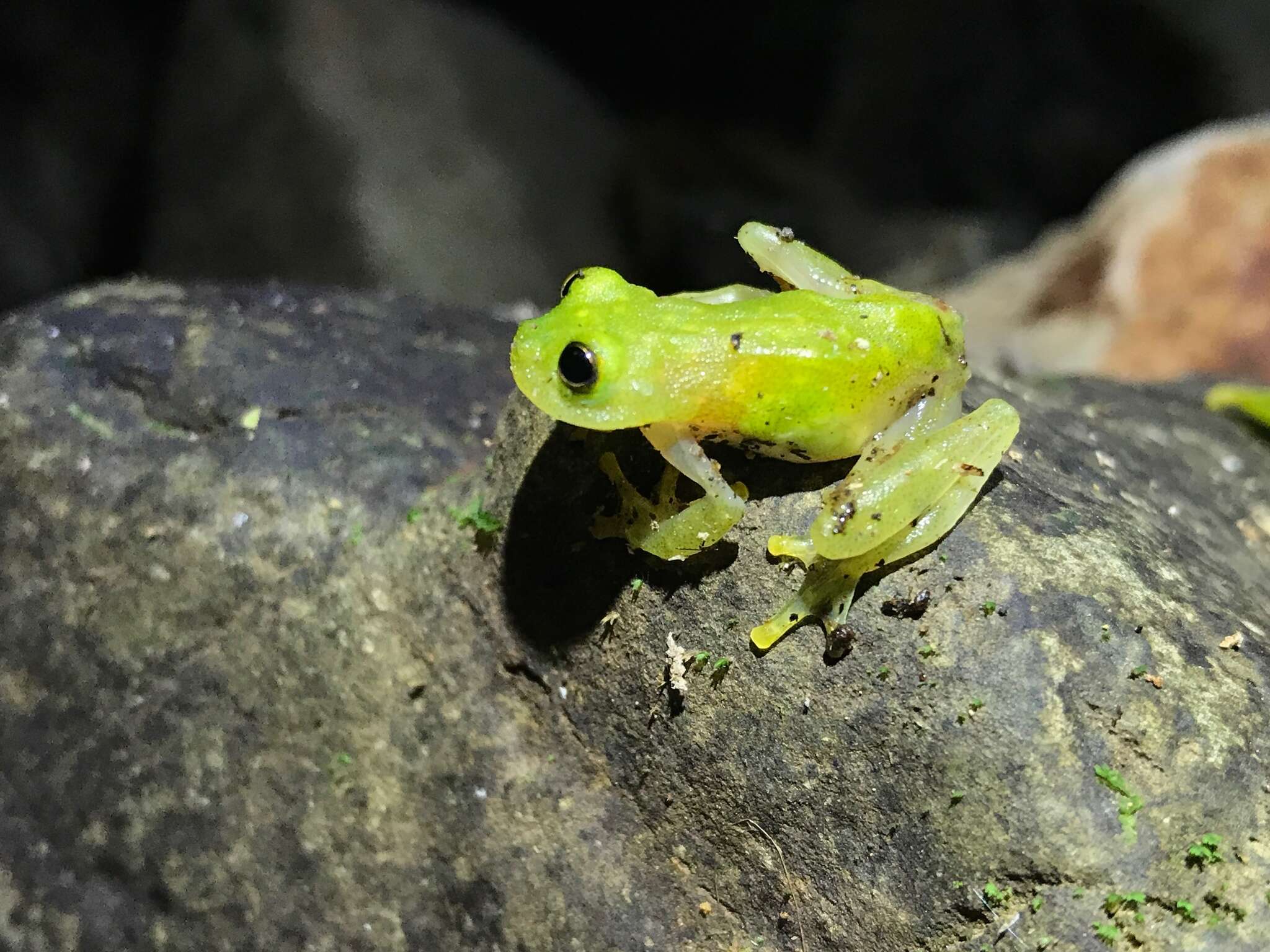 Image of Hyalinobatrachium tatayoi Castroviejo-Fisher, Ayarzagüena & Vilà 2007