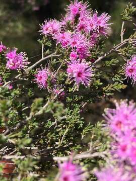 Image of Kunzea parvifolia Schau.