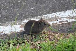 Image of Yellow-toothed cavy