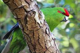 Image of Kermadec Parakeet