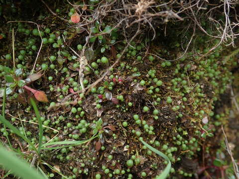 Image of Mannia gracilis (F. Weber) D. B. Schill & D. G. Long