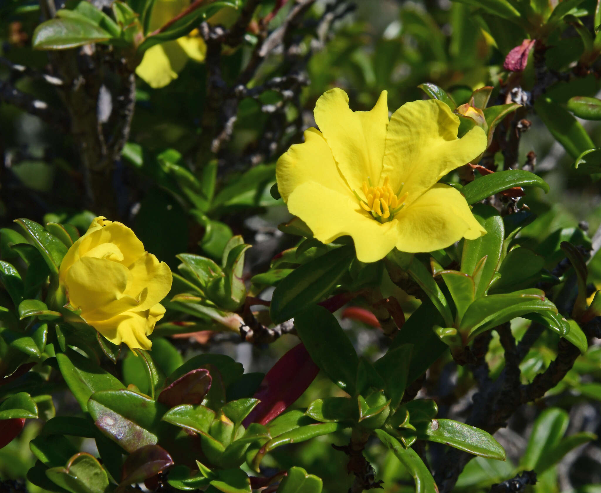 Image of Hibbertia cuneiformis (Labill.) Smith