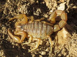 Image of Buthus montanus Lourenço & Vachon 2004