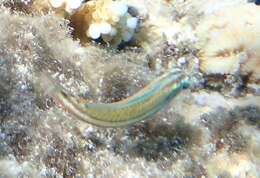 Image of Klunzinger's wrasse