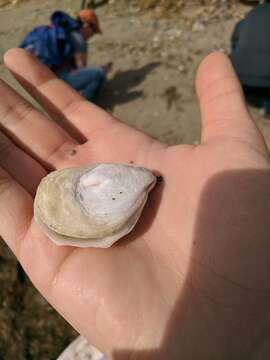 Image of Native oyster