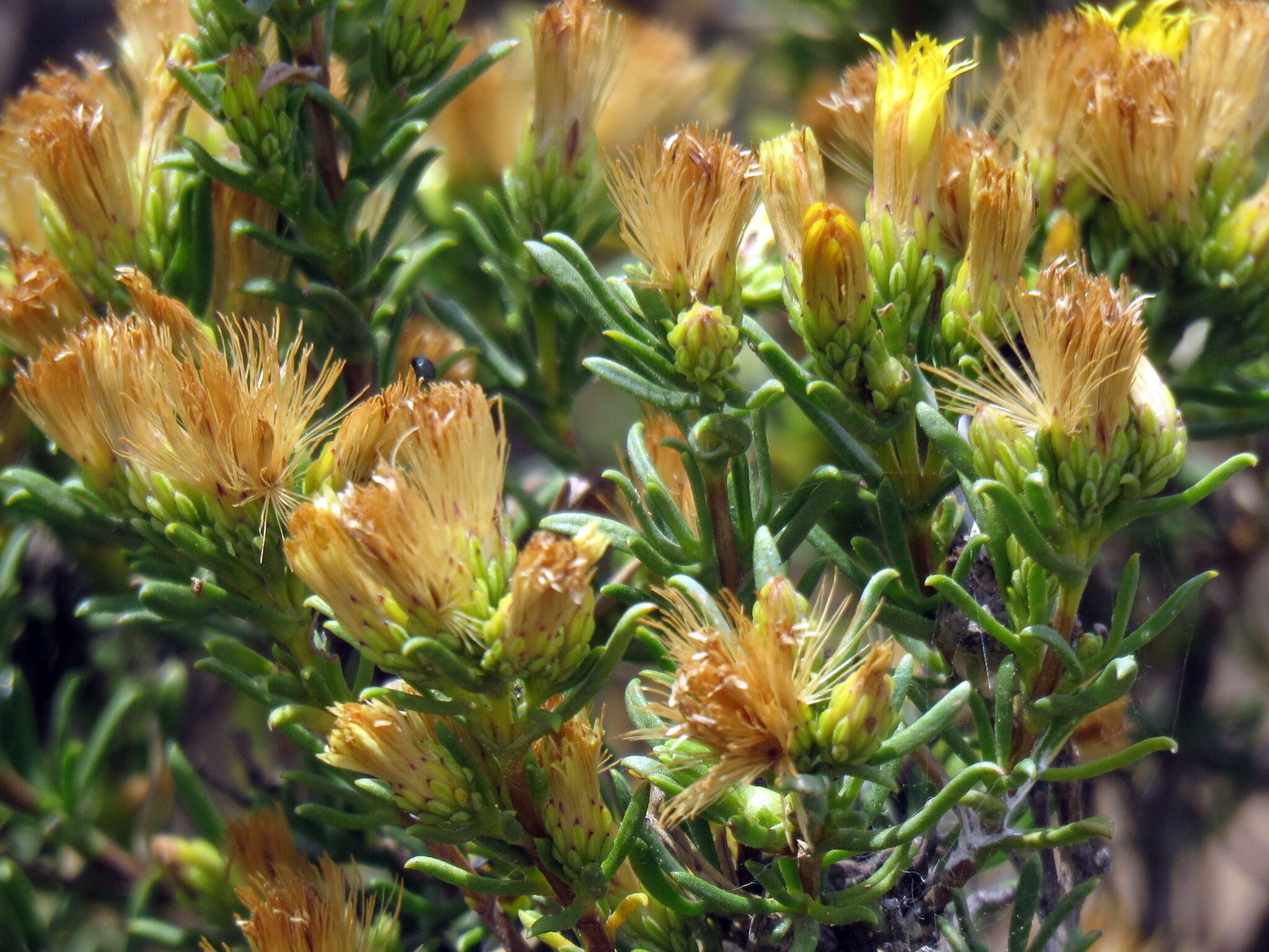 Image de Pteronia tricephala DC.