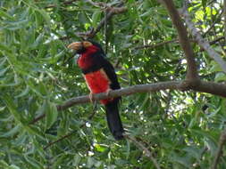 Image of Bearded Barbet