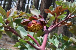 Sivun Paeonia brownii Dougl. kuva