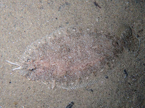 Image of Grohmann's Scaldfish