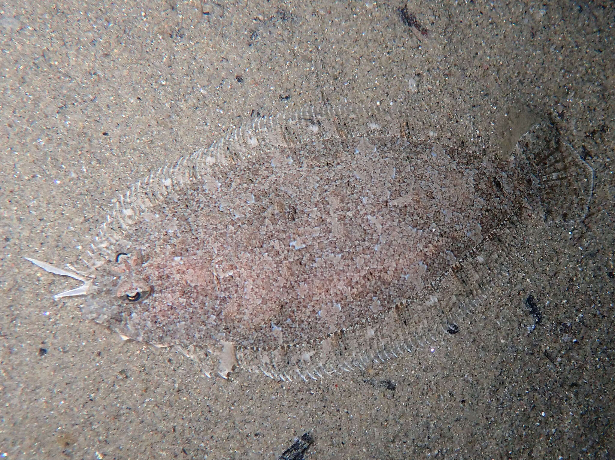 Image of Grohmann's Scaldfish