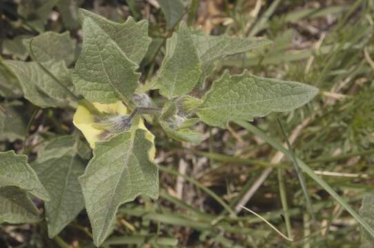 Physalis philadelphica subsp. philadelphica的圖片