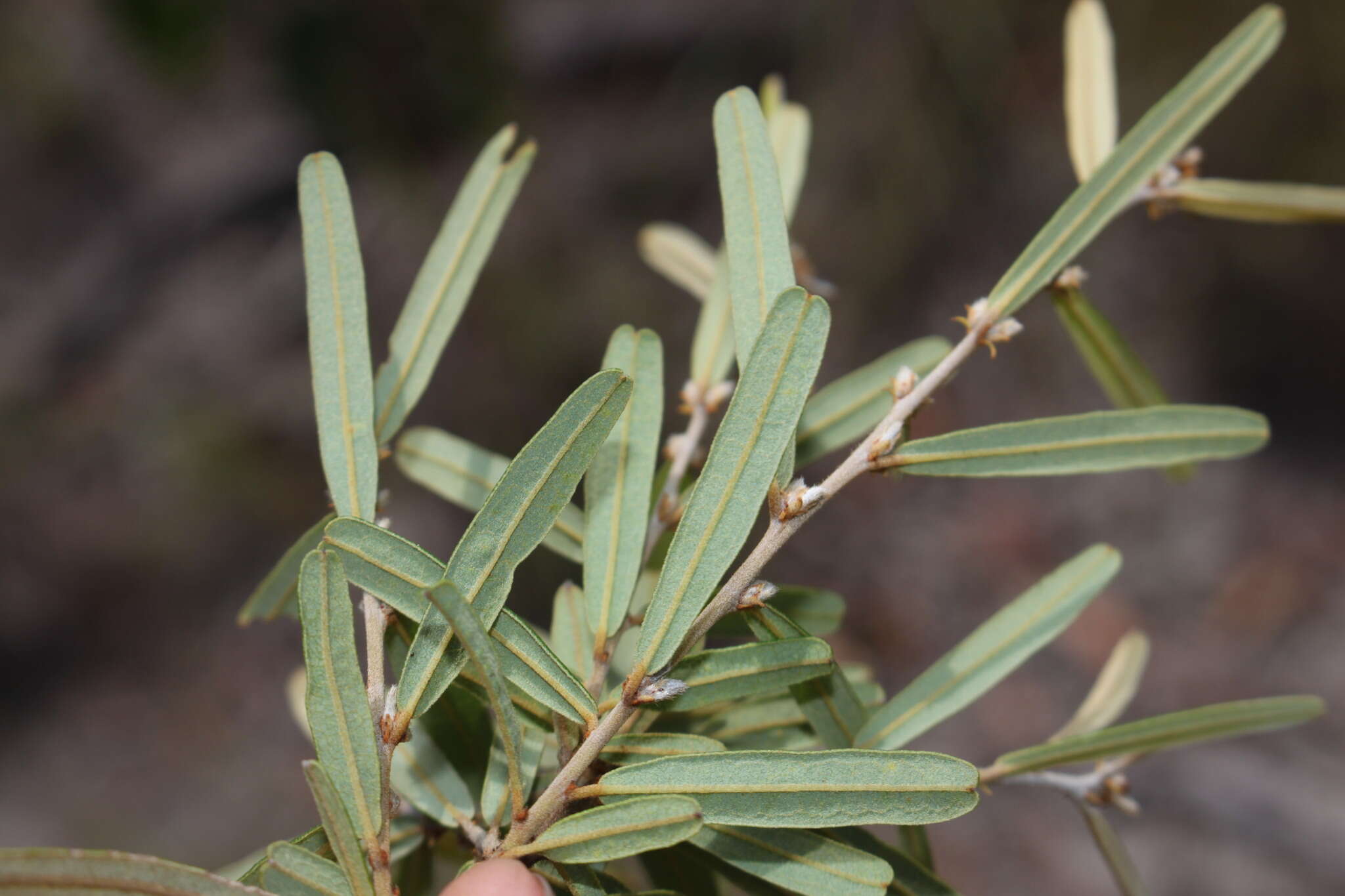 Hovea clavata I. Thomps.的圖片