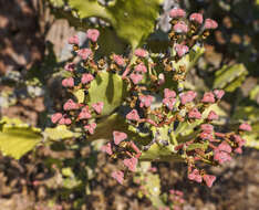 Euphorbia lactea Haw. resmi