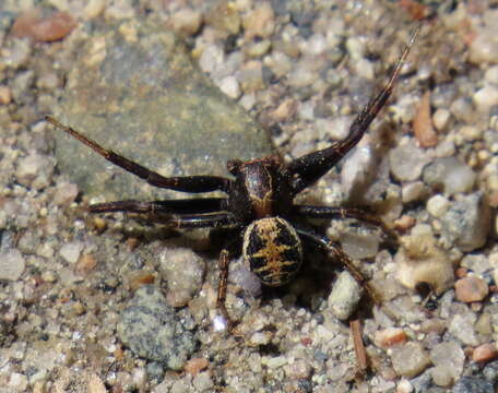 Image of Elegant Crab Spider