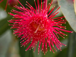 Imagem de Corymbia ficifolia (F. Müll.) K. D. Hill & L. A. S. Johnson