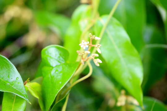 Слика од Parsonsia straminea (R. Br.) F. Müll.