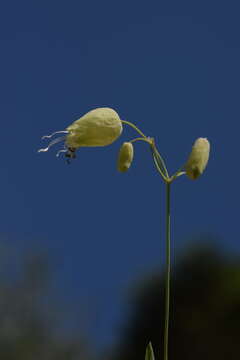 Silene vulgaris subsp. vulgaris resmi