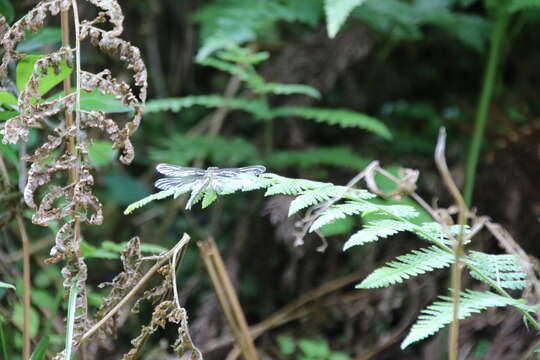 Sivun Sinogomphus flavolimbatus (Matsumura ex Oguma 1926) kuva