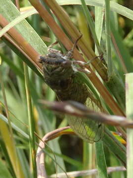 Image of Plains Dog-day Cicada