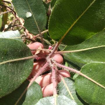 Imagem de Arbutus tessellata P. D. Sørensen