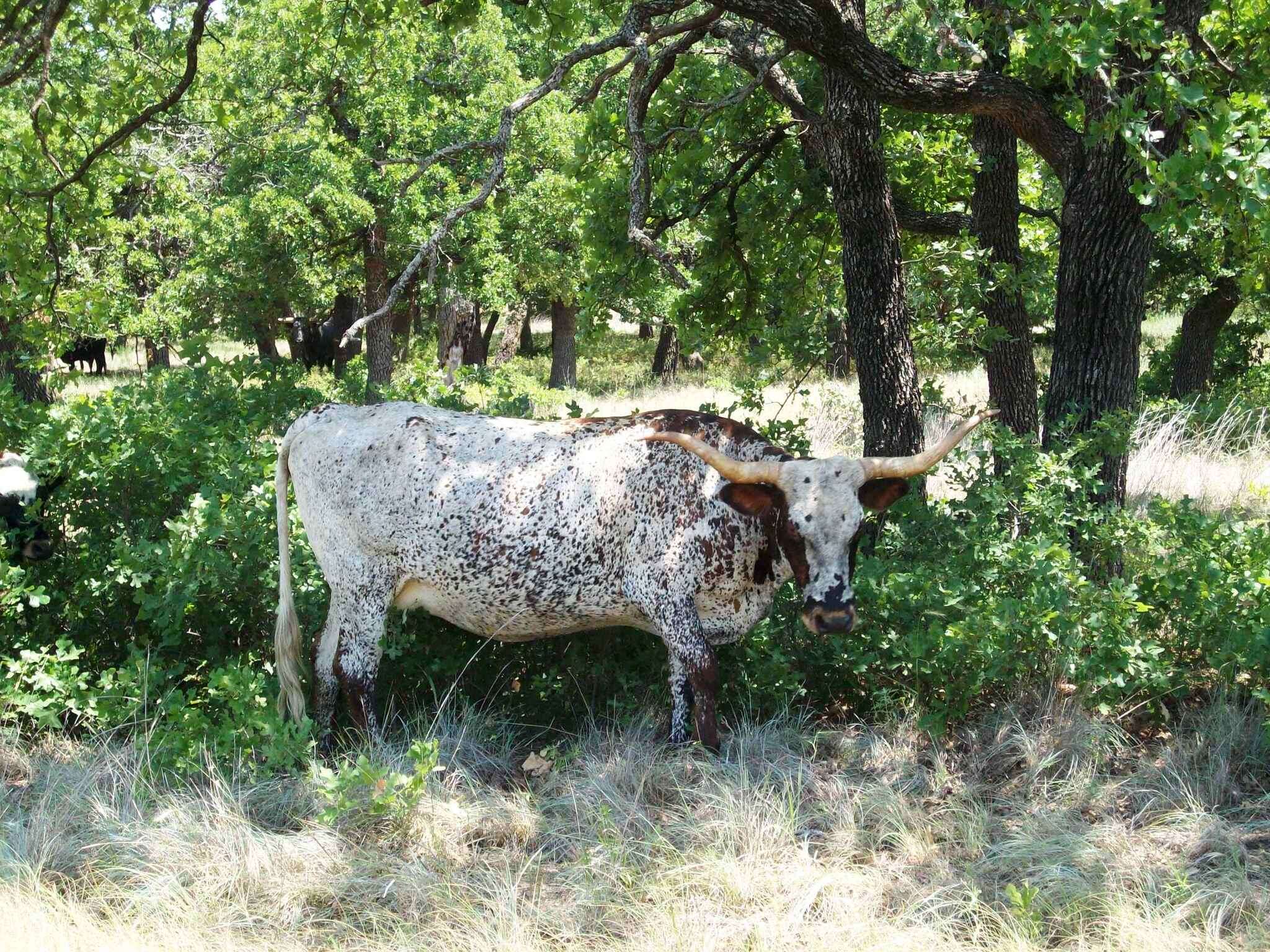 Image of Cow