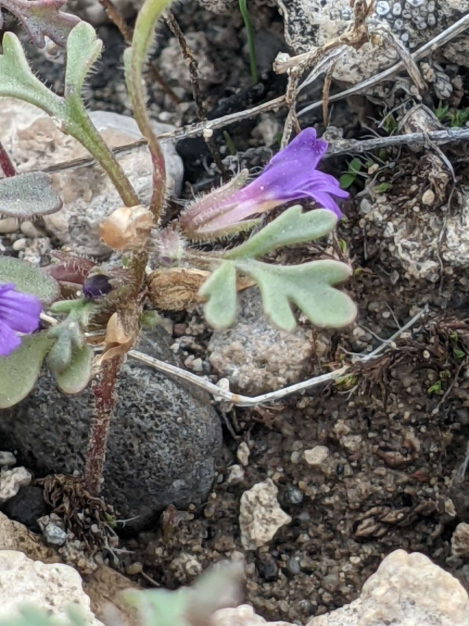 Image of Schistophragma intermedium (A. Gray) Pennell