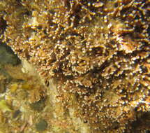 Image of common coral weed