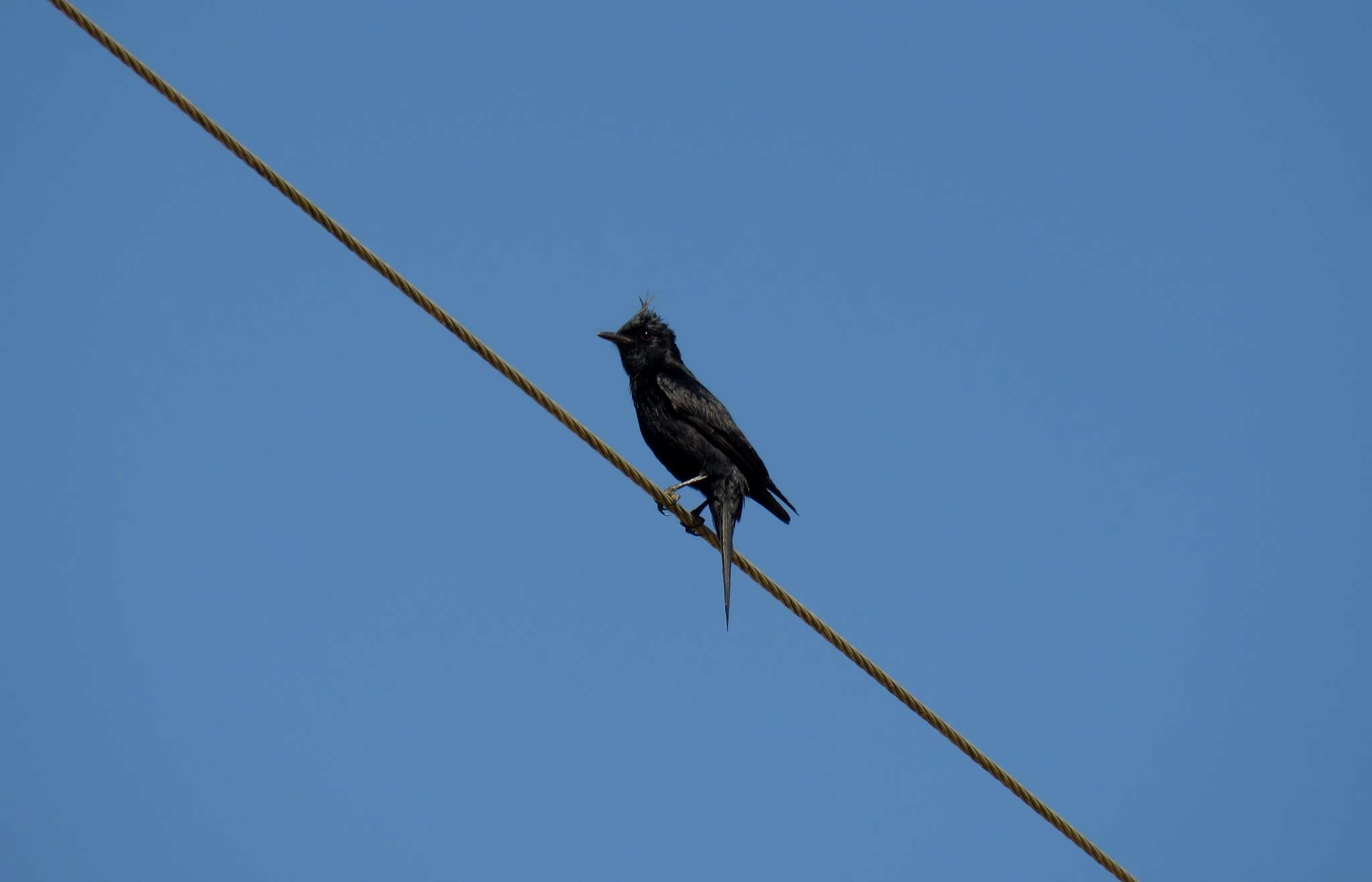 Image of Crested Black Tyrant