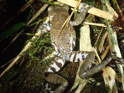 Image of Hyloscirtus criptico Coloma, Carvajal-Endara, Dueñas, Paredes-Recalde, Morales-Mite & Almeida-Reinoso et al. 2012