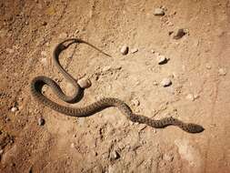 Image de Dolichophis jugularis (Linnaeus 1758)