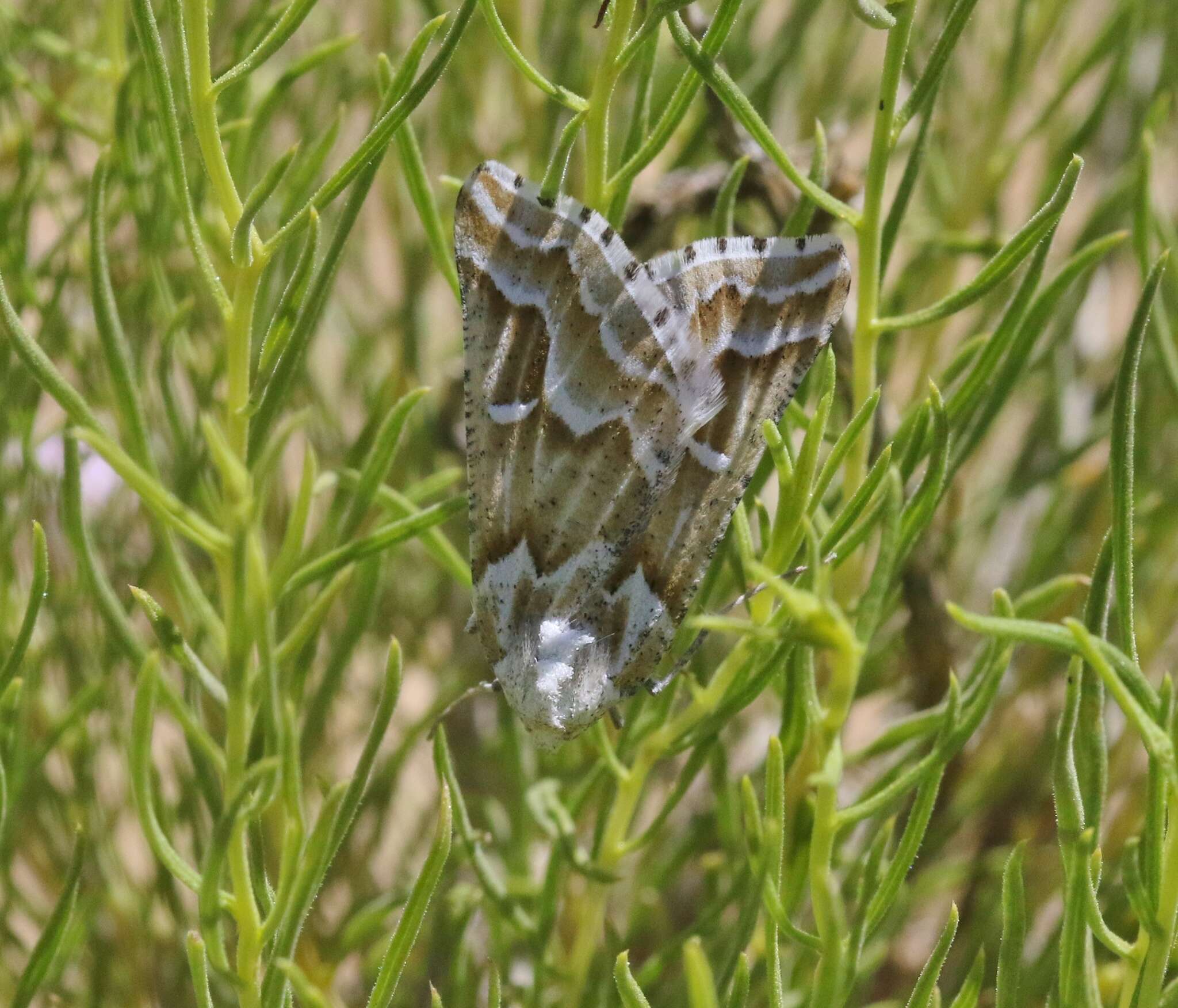 Image of Sagebrush Girdle