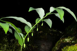 Polygonatum pubescens (Willd.) Pursh resmi